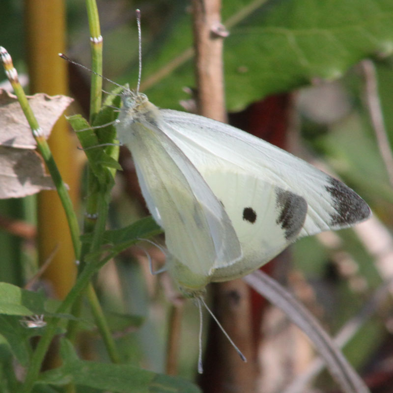 identificazione pieridi ( Pieris rapae)